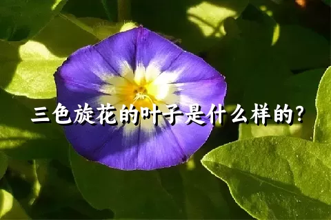 三色旋花的叶子是什么样的？