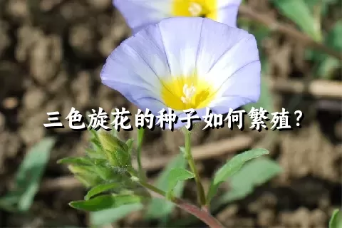 三色旋花的种子如何繁殖？