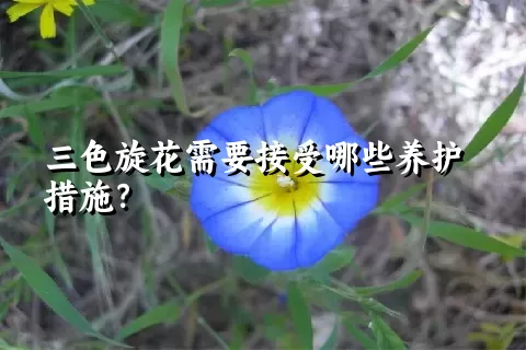 三色旋花需要接受哪些养护措施？