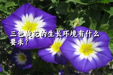 三色旋花的生长环境有什么要求？