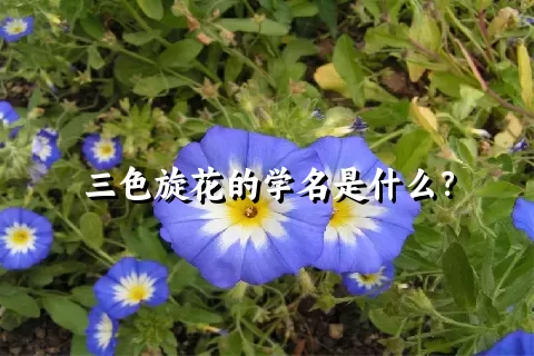 三色旋花的学名是什么？