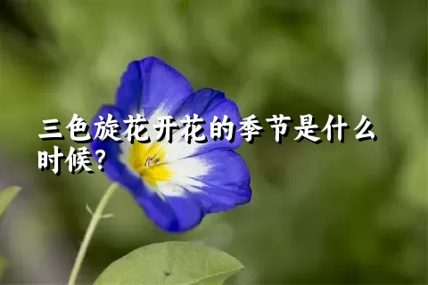 三色旋花开花的季节是什么时候？