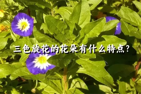 三色旋花的花朵有什么特点？