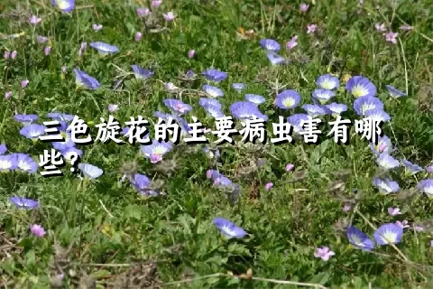 三色旋花的主要病虫害有哪些？