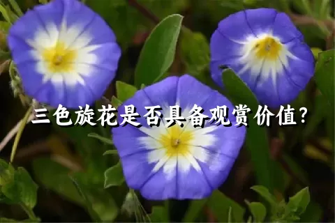 三色旋花是否具备观赏价值？