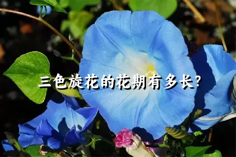 三色旋花的花期有多长？