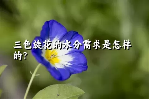 三色旋花的水分需求是怎样的？