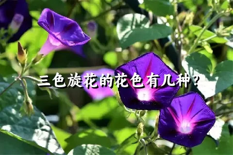 三色旋花的花色有几种？