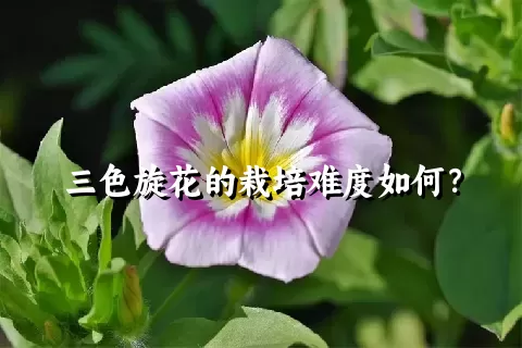 三色旋花的栽培难度如何？