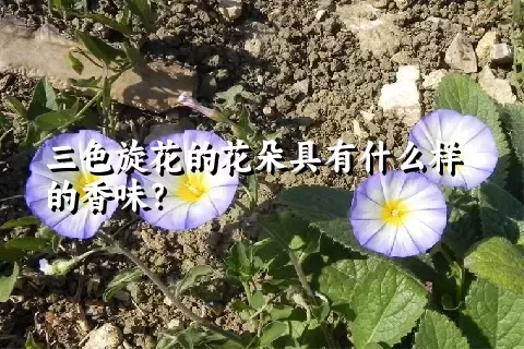 三色旋花的花朵具有什么样的香味？