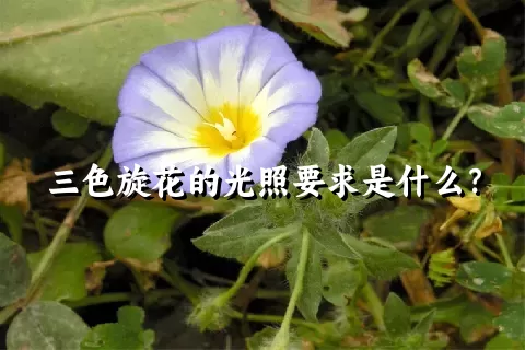 三色旋花的光照要求是什么？