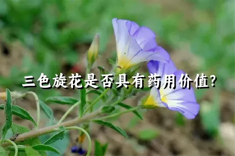 三色旋花是否具有药用价值？