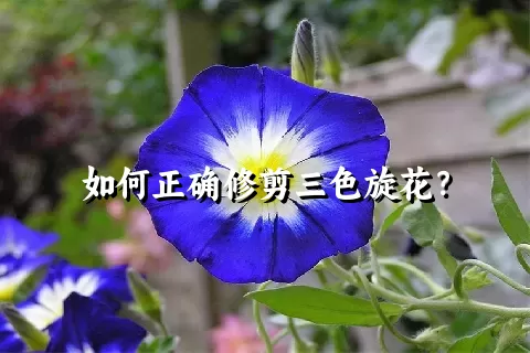 如何正确修剪三色旋花？