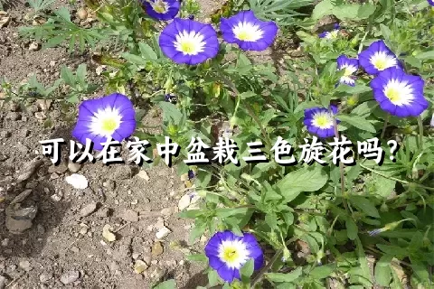 可以在家中盆栽三色旋花吗？