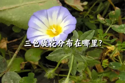 三色旋花分布在哪里?