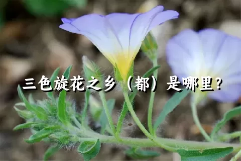 三色旋花之乡（都）是哪里？