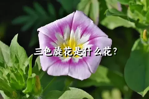 三色旋花是什么花？