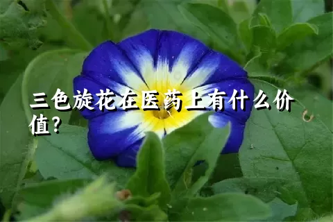 三色旋花在医药上有什么价值？