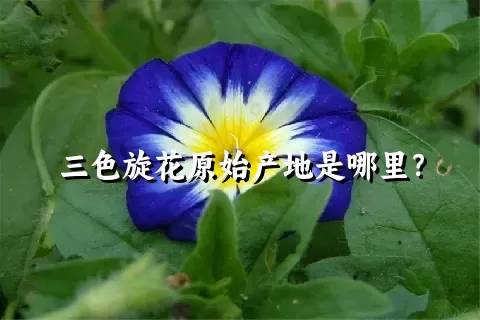 三色旋花原始产地是哪里？