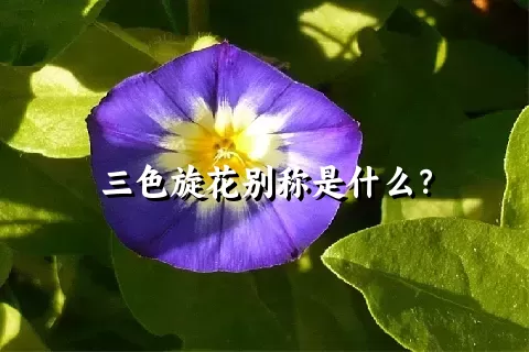 三色旋花别称是什么？