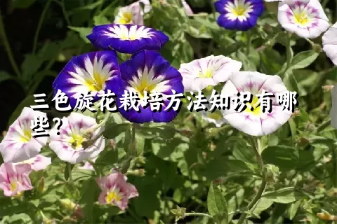 三色旋花栽培方法知识有哪些？