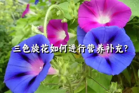 三色旋花如何进行营养补充？