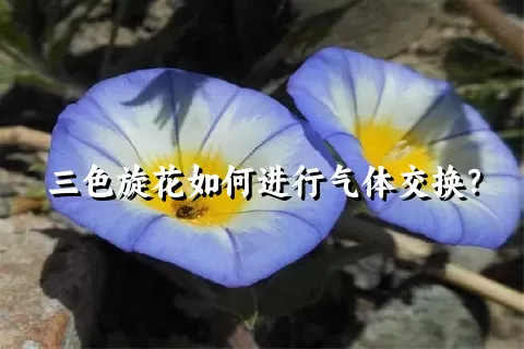 三色旋花如何进行气体交换？