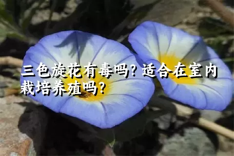 三色旋花有毒吗？适合在室内栽培养殖吗？