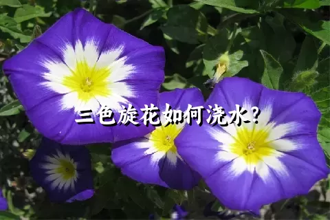 三色旋花如何浇水？