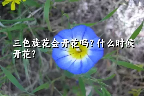 三色旋花会开花吗？什么时候开花？