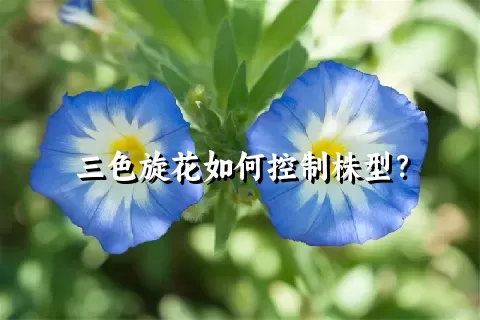 三色旋花如何控制株型？