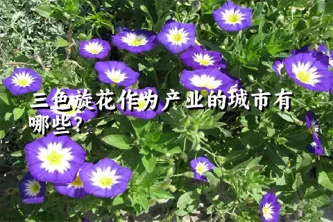 三色旋花作为产业的城市有哪些？