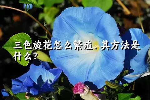 三色旋花怎么繁殖，其方法是什么？