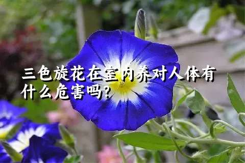 三色旋花在室内养对人体有什么危害吗？