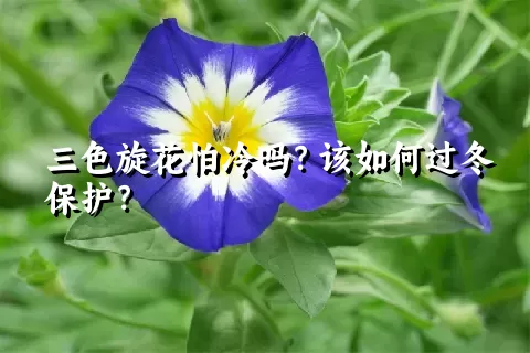 三色旋花怕冷吗？该如何过冬保护？