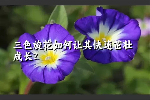 三色旋花如何让其快速茁壮成长？