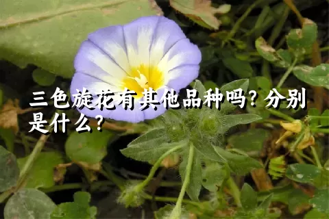 三色旋花有其他品种吗？分别是什么？