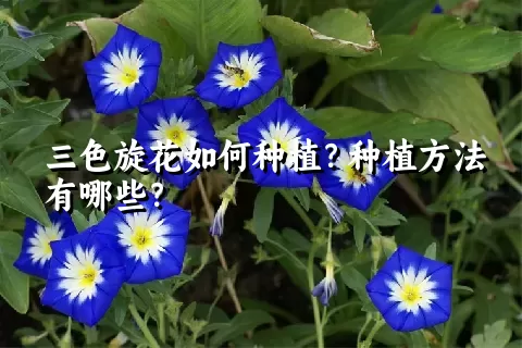 三色旋花如何种植？种植方法有哪些？