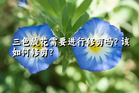 三色旋花需要进行修剪吗？该如何修剪？