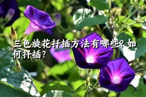 三色旋花扦插方法有哪些？如何扦插？