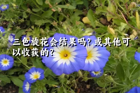 三色旋花会结果吗？或其他可以收获的？