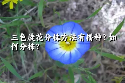 三色旋花分株方法有播种？如何分株？