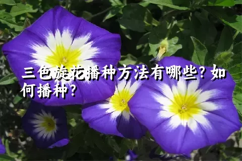 三色旋花播种方法有哪些？如何播种？