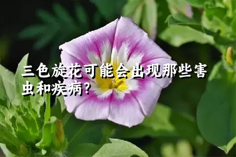 三色旋花可能会出现那些害虫和疾病？