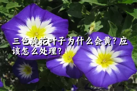 三色旋花叶子为什么会黄？应该怎么处理？