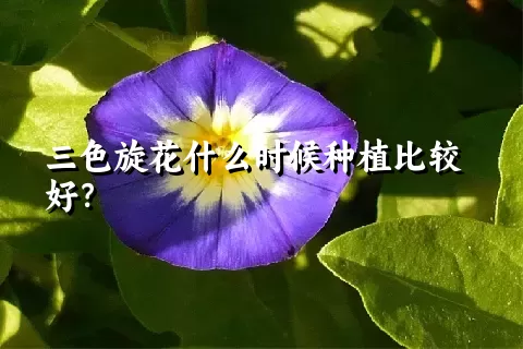 三色旋花什么时候种植比较好？