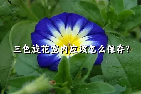 三色旋花室内应该怎么保存？