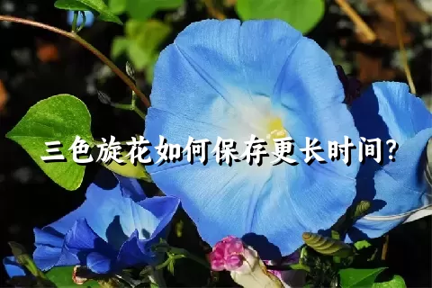 三色旋花如何保存更长时间？