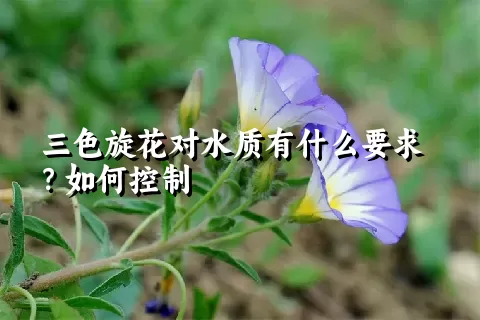 三色旋花对水质有什么要求？如何控制