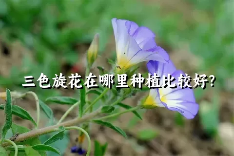 三色旋花在哪里种植比较好？